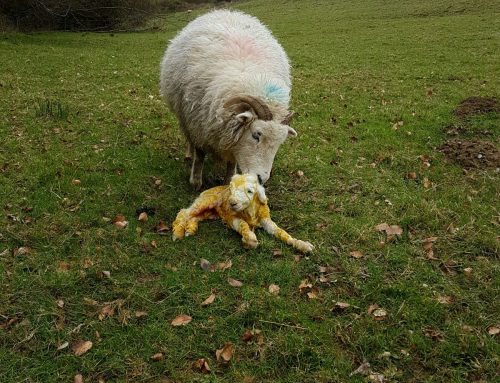 First Exmoor Horn Lamb at Yealscombe