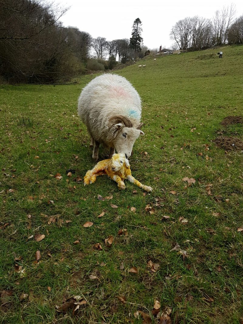 Exmoor Horn Lamb